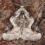 Attēlu rezultāti vaicājumam “Pseudeustrotia candidula”