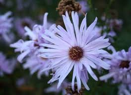 Image result for Tanacetum parthenium 'Tetraweiss'