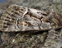 Attēlu rezultāti vaicājumam “Thalpophila matura”