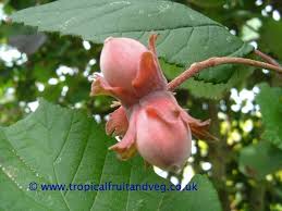 Attēlu rezultāti vaicājumam “Corylus avellana fruit”