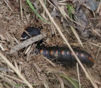 Attēlu rezultāti vaicājumam “Cucullia lucifuga larva”