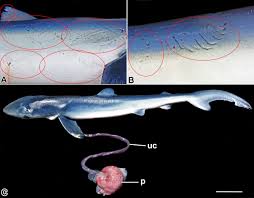 Image result for Prionace glauca