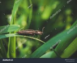 Attēlu rezultāti vaicājumam “Melanotus sp.”