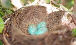 Attēlu rezultāti vaicājumam “Turdus merula eggs”