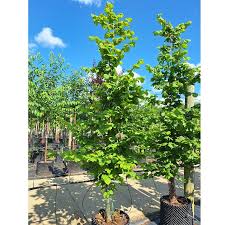 Attēlu rezultāti vaicājumam “Corylus avellana”