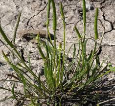 Attēlu rezultāti vaicājumam “Myosurus minimus flower”