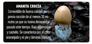 Attēlu rezultāti vaicājumam “Amanita crocea”