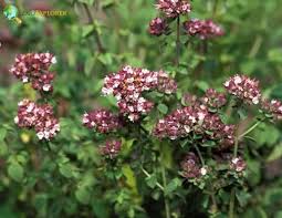 Attēlu rezultāti vaicājumam “Origanum majorana flower”