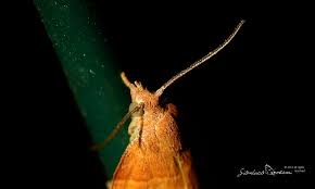 Attēlu rezultāti vaicājumam “Pandemis cerasana”