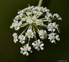 Attēlu rezultāti vaicājumam “Laserpitium pruthenicum”