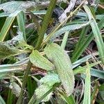 Attēlu rezultāti vaicājumam “Scrophularia nodosa fruit”