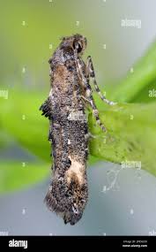 Attēlu rezultāti vaicājumam “Epermeniidae”