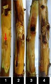 Attēlu rezultāti vaicājumam “Biscogniauxia granmoi”