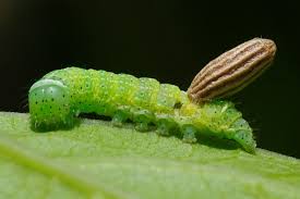 Attēlu rezultāti vaicājumam “Orthosia cerasi”