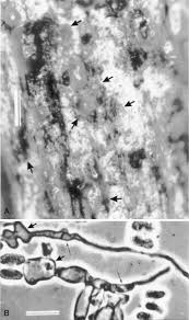 Attēlu rezultāti vaicājumam “Phleogena faginea sessile”