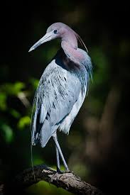 Image result for heron