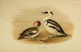 Attēlu rezultāti vaicājumam “Mergus albellus”