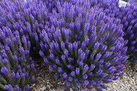 Image result for Salvia nemorosa