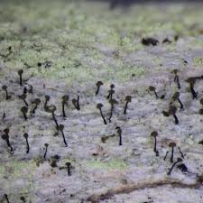 Attēlu rezultāti vaicājumam “Chaenotheca brunneola”
