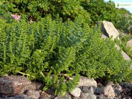 Attēlu rezultāti vaicājumam “Honckenya peploides bud”