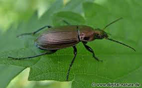 Attēlu rezultāti vaicājumam “Poecilus cupreus”