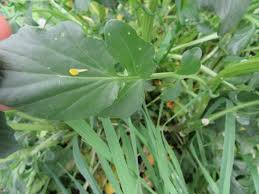 Attēlu rezultāti vaicājumam “Barbarea vulgaris subsp. arcuata fruit”