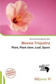 Attēlu rezultāti vaicājumam “Meesia triquetra”