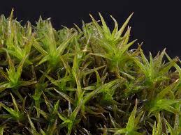 Attēlu rezultāti vaicājumam “Didymodon rigidulus sporophyte”