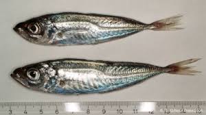 Image result for Trachurus trachurus