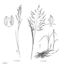 Attēlu rezultāti vaicājumam “Leersia oryzoides”