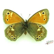 Attēlu rezultāti vaicājumam “Coenonympha tullia”