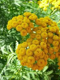 Attēlu rezultāti vaicājumam “Tanacetum vulgare flower”