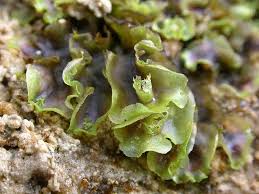 Attēlu rezultāti vaicājumam “Pellia endiviifolia sporophyte”