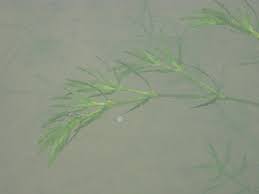 Attēlu rezultāti vaicājumam “Najas minor leaf”