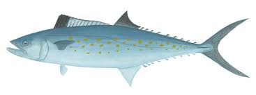 Image result for Scomberomorus maculatus