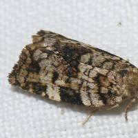 Attēlu rezultāti vaicājumam “Dichelia histrionana”