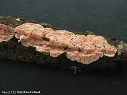 Attēlu rezultāti vaicājumam “Corticium roseum”