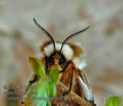 Attēlu rezultāti vaicājumam “Endromis versicolora”