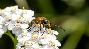 Attēlu rezultāti vaicājumam “Pseudovadonia livida”