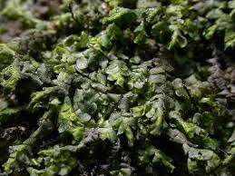 Attēlu rezultāti vaicājumam “Cladopodiella fluitans”