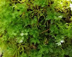 Attēlu rezultāti vaicājumam “Mnium hornum”