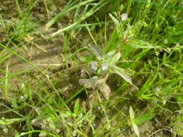 Attēlu rezultāti vaicājumam “Veronica anagallis-aquatica”