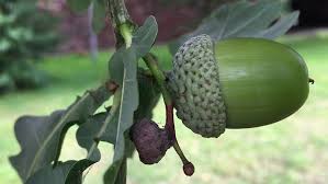Attēlu rezultāti vaicājumam “Quercus robur fruit”