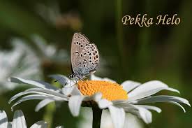 Attēlu rezultāti vaicājumam “Vacciniina optilete”