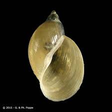 Attēlu rezultāti vaicājumam “Lymnaeidae”