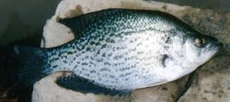 Image result for Pomoxis nigromaculatus