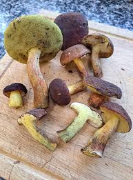 Attēlu rezultāti vaicājumam “Xerocomus pruinatus”