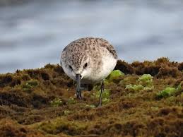 Image result for Calidris ruficollis
