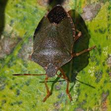 Attēlu rezultāti vaicājumam “Palomena prasina imago”