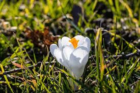 Attēlu rezultāti vaicājumam “Crocus vernus subsp. vernus”